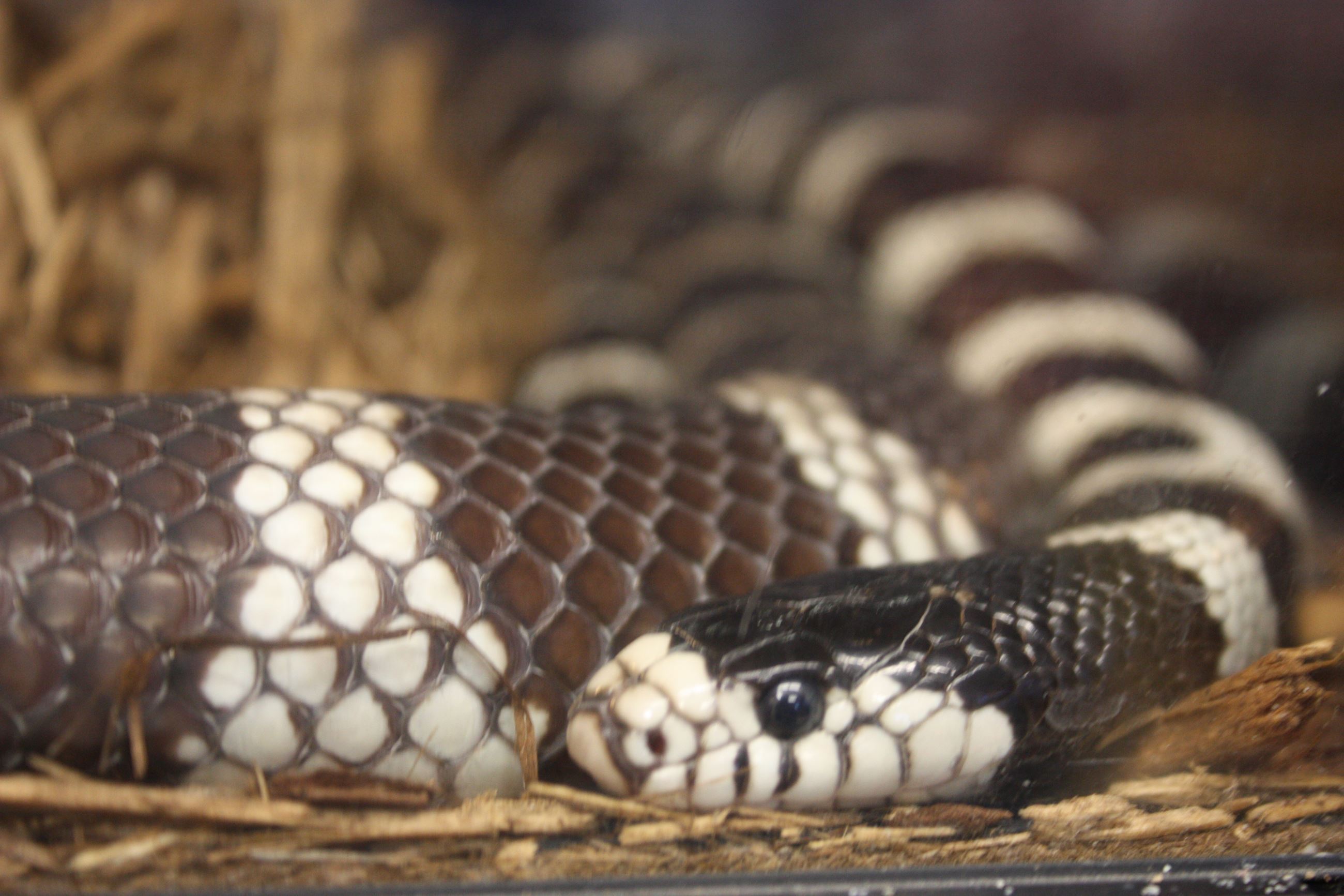 California Kingsnake